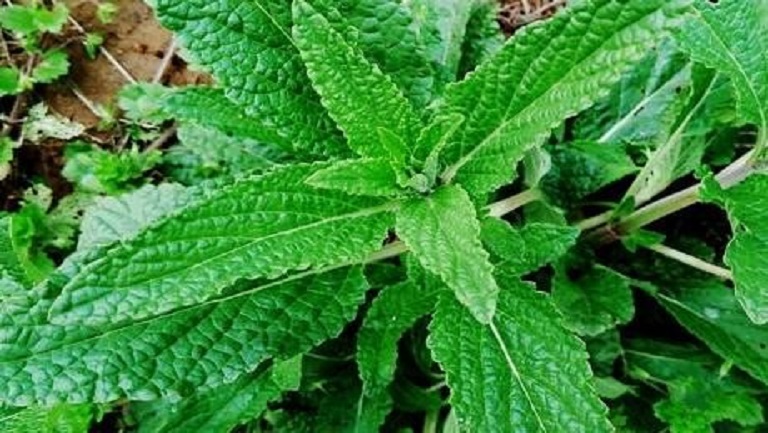 蛤蟆草泡水喝的功效與作用、禁忌和食用方法