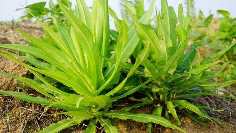 翅果菊的功效與作用、禁忌和食用方法
