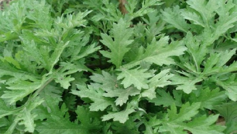 艾草煮水喝的功效與作用、禁忌和食用方法