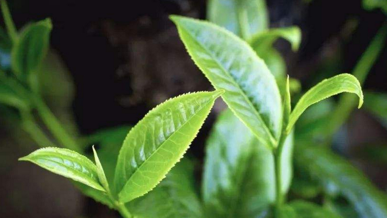 大葉茶的功效與作用、禁忌和食用方法