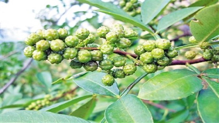 鮮花椒的功效與作用、禁忌和食用方法