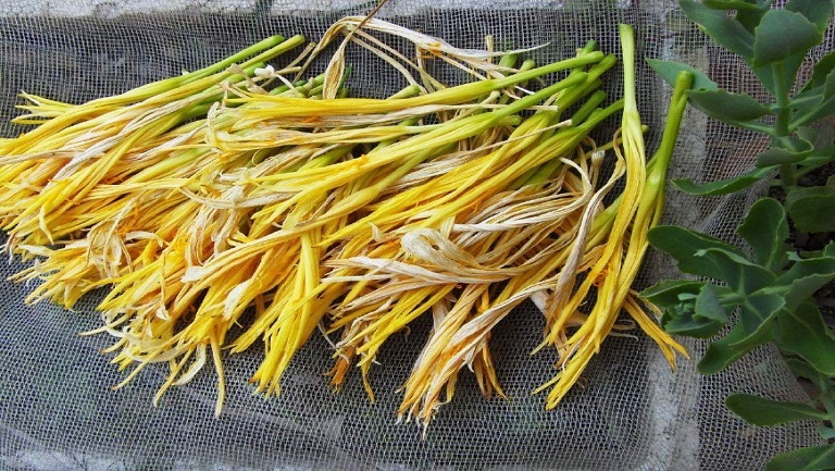 鮮黃花菜的功效與作用、禁忌和食用方法