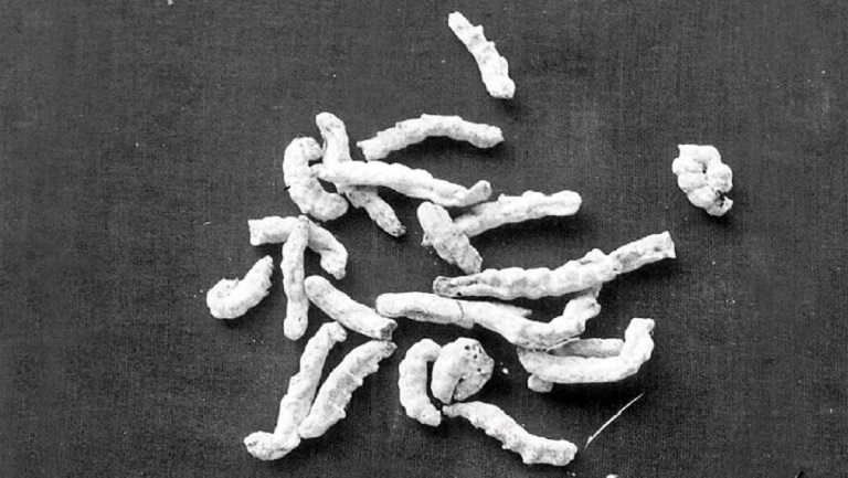 白僵蠶的功效與作用、禁忌和食用方法