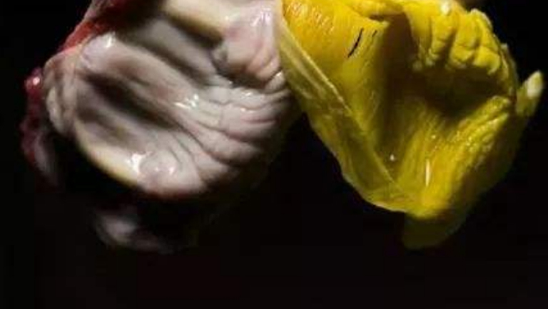 雞胗皮的功效與作用、禁忌和食用方法