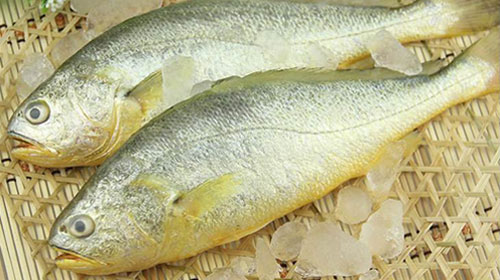 小黃魚的功效與作用、禁忌和食用方法