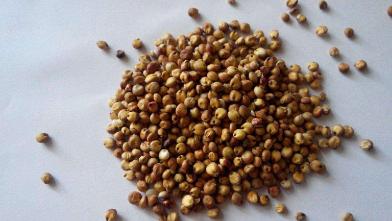 高粱的功效與作用、禁忌和食用方法