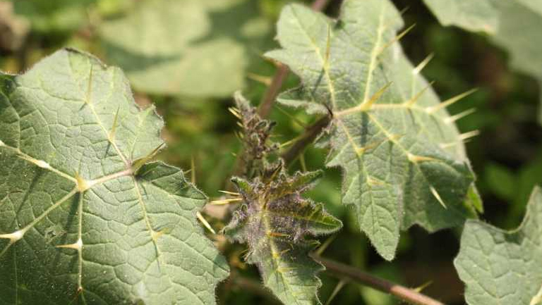 牛茄子的功效與作用、禁忌和食用方法