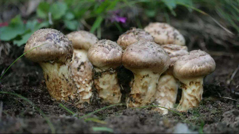 野生菌的功效與作用、禁忌和食用方法