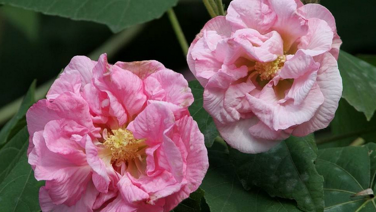 芙蓉花的功效與作用、禁忌和食用方法