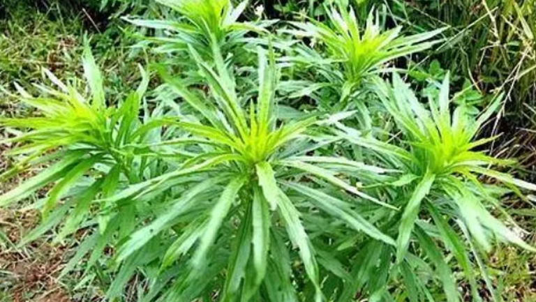 小蓬草的功效與作用、禁忌和食用方法