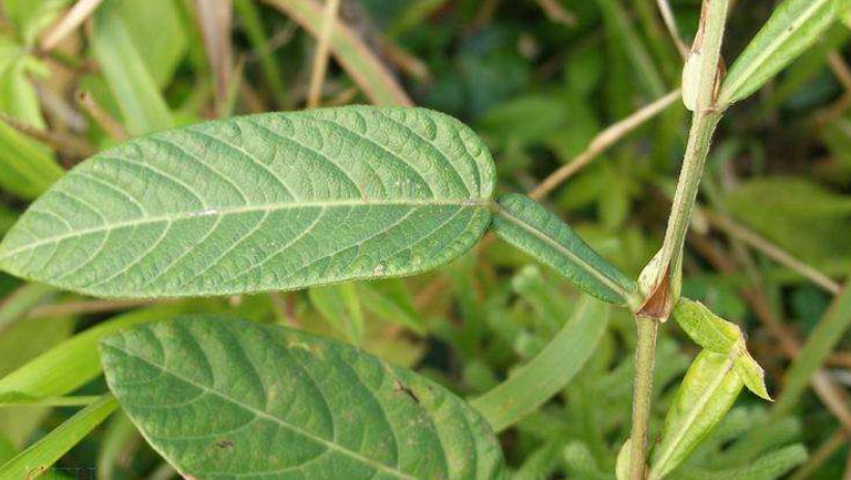 葫蘆茶根的功效與作用、禁忌和食用方法