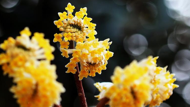 結香花的功效與作用、禁忌和食用方法