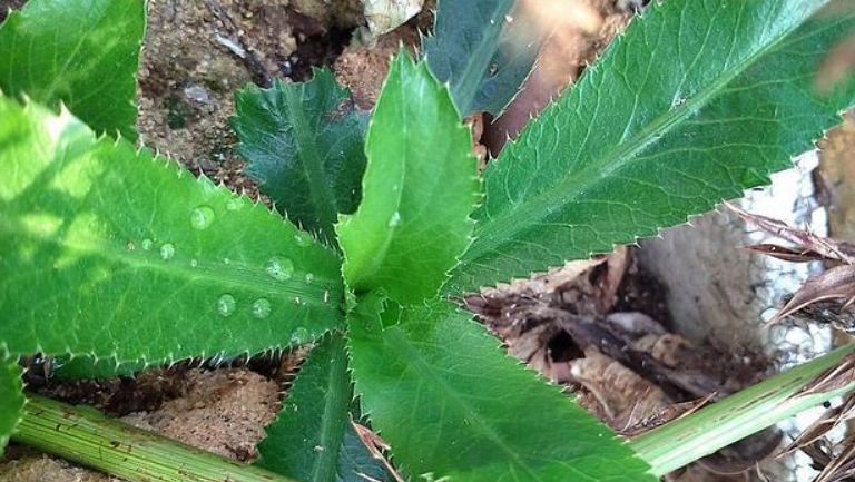 野芫荽的功效與作用、禁忌和食用方法