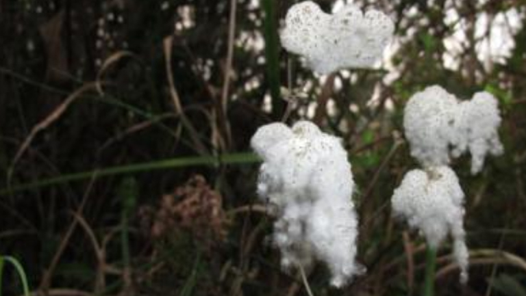 野棉花根的功效與作用、禁忌和食用方法