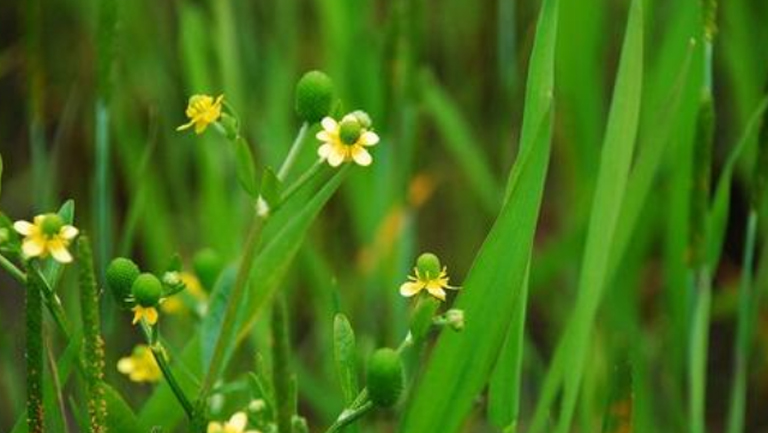 石龍芮的功效與作用、禁忌和食用方法