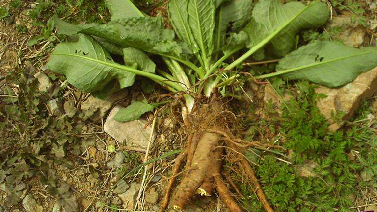 野菠菜根的功效與作用、禁忌和食用方法