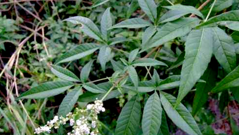 黃荊樹的功效與作用、禁忌和食用方法