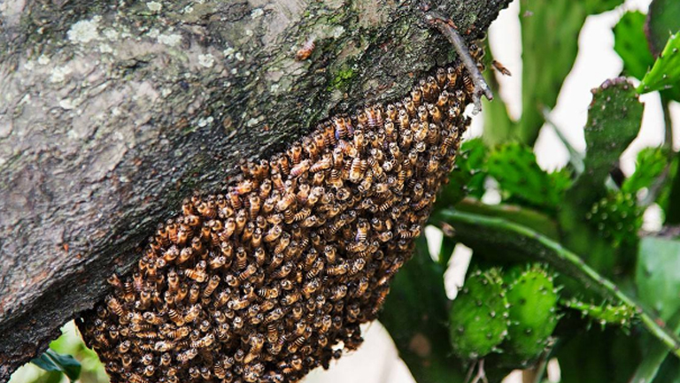 野蜜蜂巢的功效與作用、禁忌和食用方法