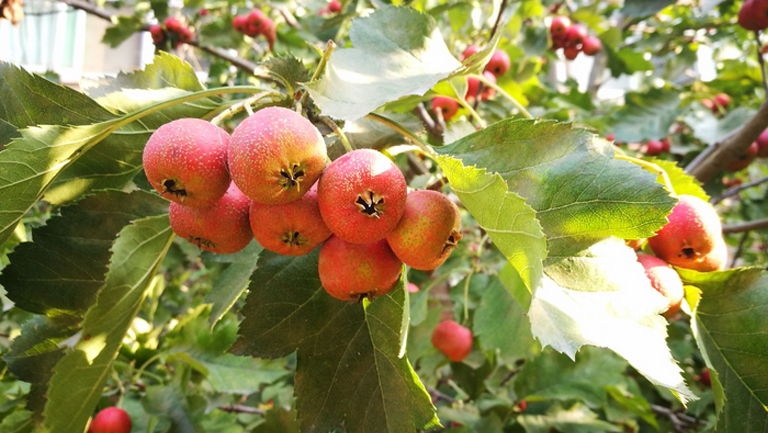 花紅果的功效與作用、禁忌和食用方法