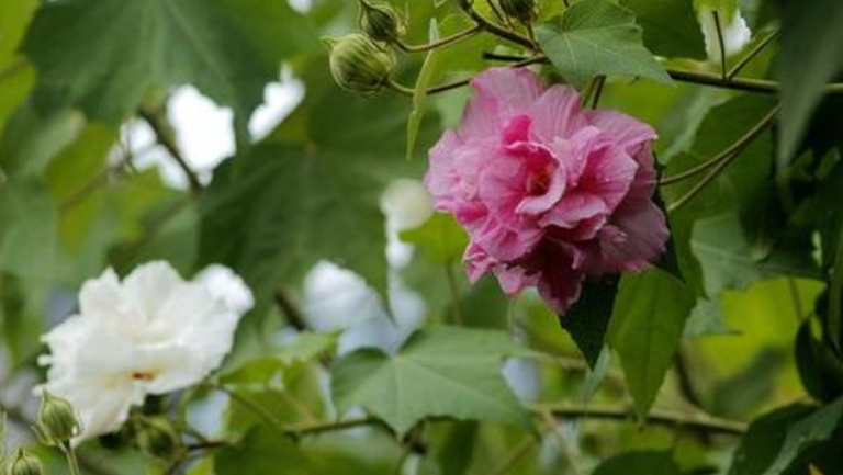 芙蓉花葉的功效與作用、禁忌和食用方法